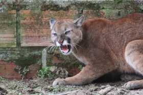 Hombre, nada de cazar pumas