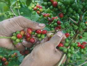 Producción de café en el 2019 cerró con una producción de 14,8 millones se sacos 