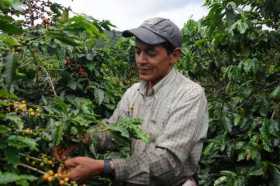 Hoy se pudo en marcha el  Fondo de Estabilización de Precios del Café 