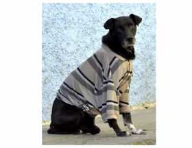 El Cura, perro de Salamina que luce camisetas