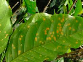 La roya del cafeto es causada por el hongo Hemileia vastatrix y es la enfermedad que más aqueja los cultivos de café