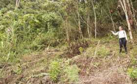 La deforestación no está en cuarentena en Anserma 