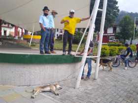 Otros dos perros envenenados hoy en Pensilvania