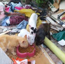 Comederos para animales callejeros en Arauca (Palestina)
