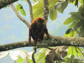 Este es el mono aullador que vieron los caminantes ecológicos de Neira. 