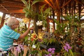 Ocho asociaciones exhiben sus mejores orquídeas en el Pabellón Zeri del Recinto del Pensamiento