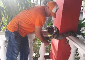 Atrapan a boa en vivienda de Victoria (Caldas) 