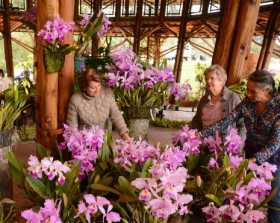 Cancelan el Séptimo Festival de Orquídeas, Café y Arte