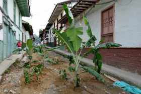 Sembraron plátano y café en vías por demoras en pavimentación en Salamina