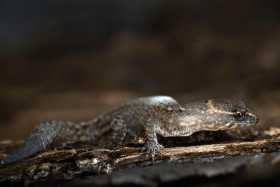 El lagarto más pequeño del mundo habita en Colombia 