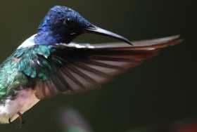 La pandemia dificulta alimentación de las aves del "paraíso de los colibríes"