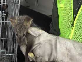 Fotos| Policía | LA PATRIA Los animales recuperados quedaron en manos de Corpocaldas.