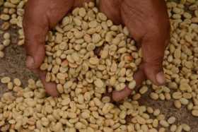 Producción de café cae un 28% en abril 