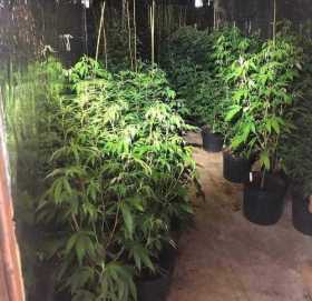 Caldense, en líos por sembrar marihuana y robar energía en EE.UU.