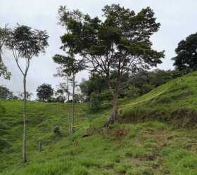 En Samaná: Lo apuñalaron en un potrero y ahí lo dejaron