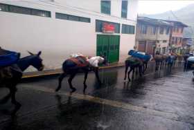 Siguen las recuas en Pensilvania