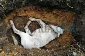 Rechazan caso de maltrato: enterró vivo a un caballo en Riosucio