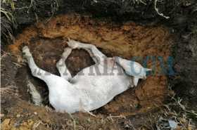 Otro caso de maltrato animal: enterró vivo a un caballo en Riosucio