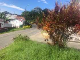 Zona verde necesita poda en Anserma.