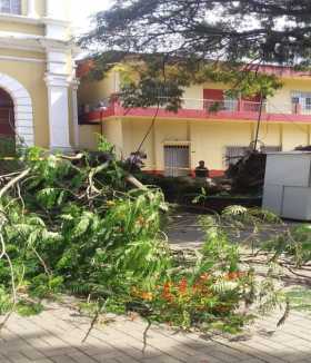 Se cayó un árbol del parque de Supía