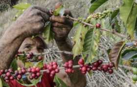 Producción de café de cae 9% en septiembre