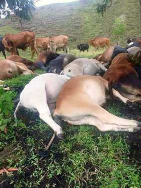 20 vacas muertas en Marquetalia (Caldas), ¿sería por un rayo?