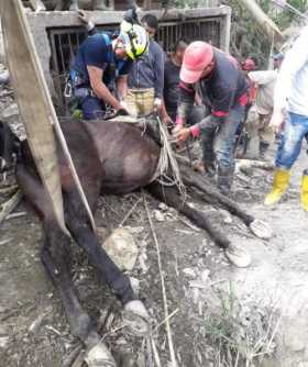 Bomberos Marmato rescató a un semoviente