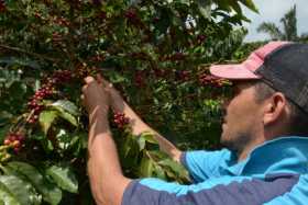 Caldas, líder en renovación y productividad de café en el país