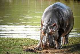 Recomiendan castrar los hipopótamos