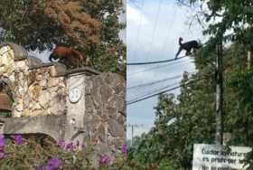 Avistan mono aullador en zona urbana de Neira