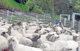 1.083 ovejas moro colombiano y merinas posee la Cooperativa Ovina de Marulanda. En la hacienda La Esperanza comienza el proceso 