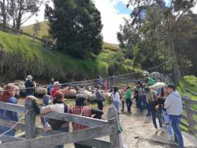 Posar con las ovejas y conocer el proceso de la lana es parte obligada del paseo.