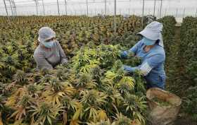 El cannabis medicinal, una oportunidad de oro verde en el campo colombiano
