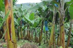 A prevenir el moko en los cultivos de plátano y banano 