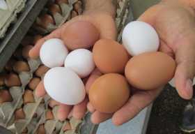 Mercado de pollo y huevo seguirá frenado según Fenavi 