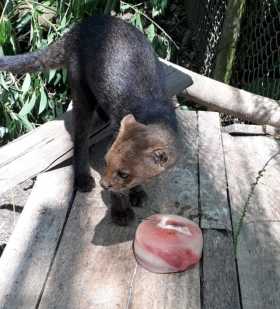 Puma Yaguarundi rescatado en Viterbo será trasladado al Zoológico de Barranquilla
