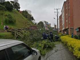 Lluvias provocan caída de un árbol en el barrio La Leonora 