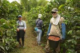 El precio del café en Colombia se acerca a los $2 millones