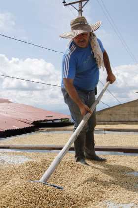 Precios, cosechas y fertilizantes, las dudas de los cafeteros