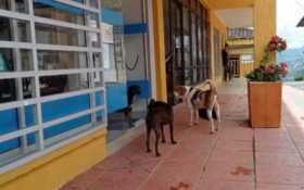 Perros deambulan sin control por sitios públicos de Anserma. 