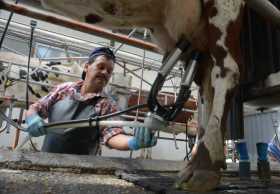Las vacas mejor ordeñadas aumentan su producción de leche. Esto se logra con el proceso mecánico y se obtienen beneficios para p