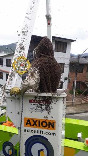 Reubican enjambre de abejas que estaba en un poste del barrio La Sultana