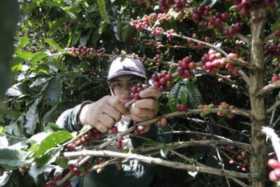 Lluvias aguaron los pronósticos de cosecha cafetera