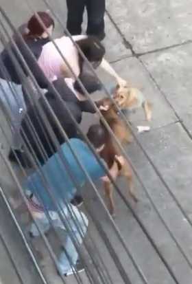Foto | Captura de video | LA PATRIA  Varios vecinos intentan separar al perro pequeño para salvarlo del pitbull.