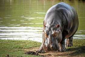 Expertos definirán el futuro de hipopótamos de Pablo Escobar