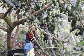 Algunos productores de Pensilvania ya han exportado aguacate has al exterior. Se espera que en total 300 familias campesinas del