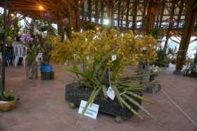 Festival de Orquídeas Café y Arte 