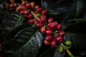 Producción de café cae un 10% en junio