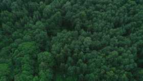 Colombia perdió 7.585 hectáreas de bosques por deforestación 
