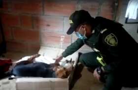 Policía hace seguimiento a caso de maltrato animal en Pácora